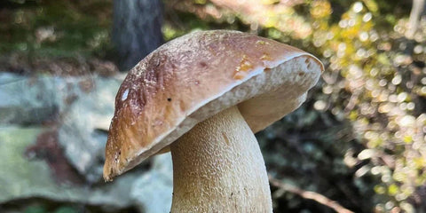 Porcini Hunting in the Italian Alps - Corkin