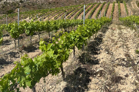 What Is Your Favorite Wine Region to Visit? - Corkin
