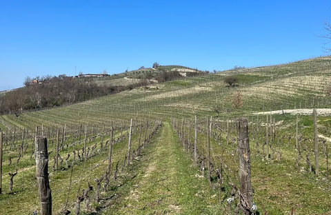 ricci estate