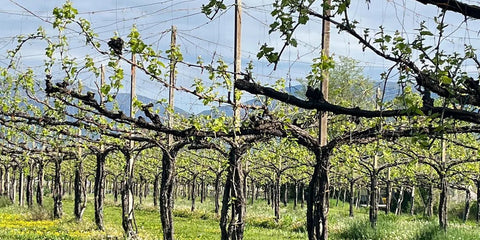 The Prosecco land! - Corkin