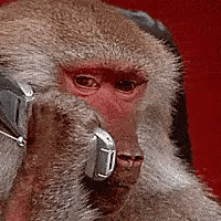 monkey-call