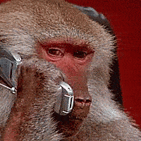 monkey call gif