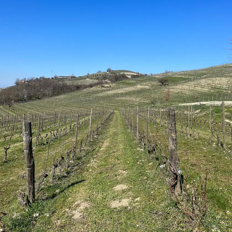 Daniele Ricci's Agriturismo