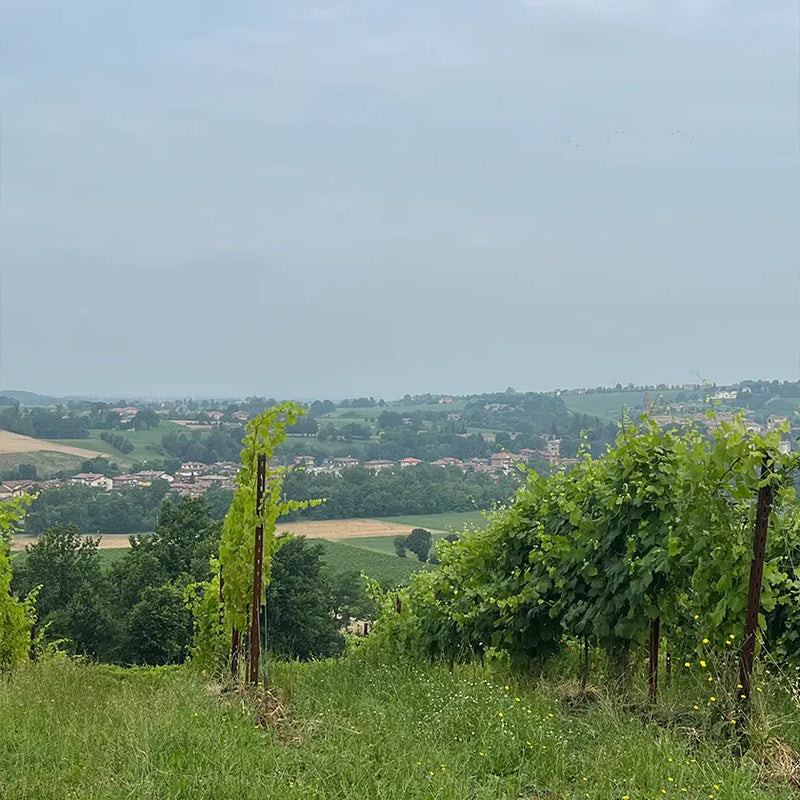 Modena the Lambrusco heaven?