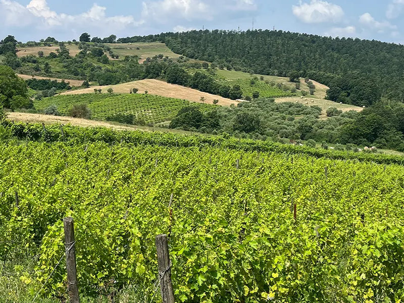 vineyards in Campania