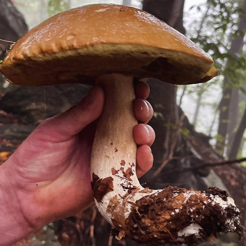 Porcini Hunting in the Italian Alps