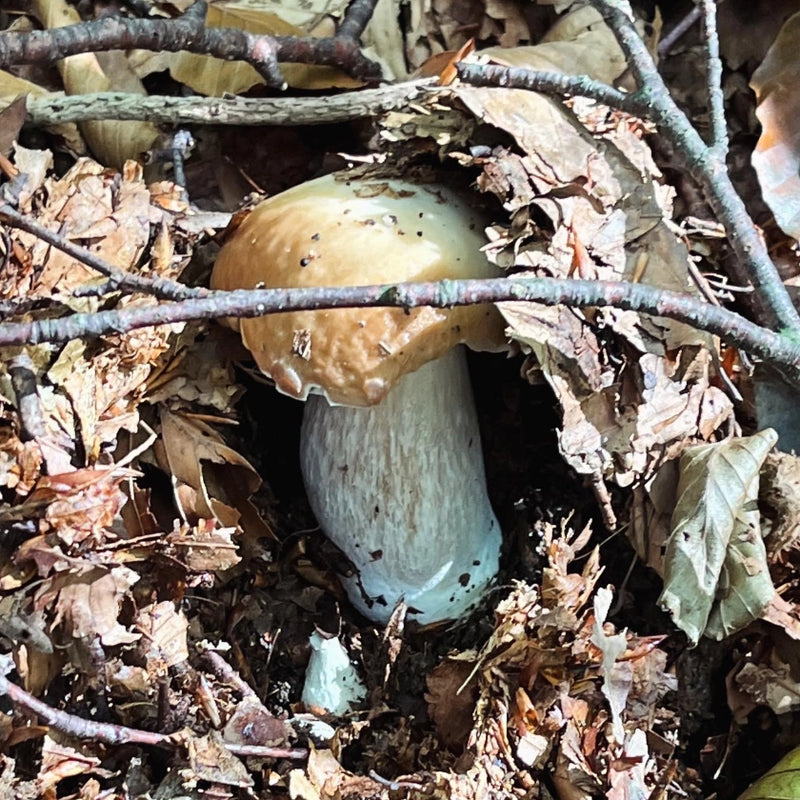 Porcini Hunting in the Italian Alps