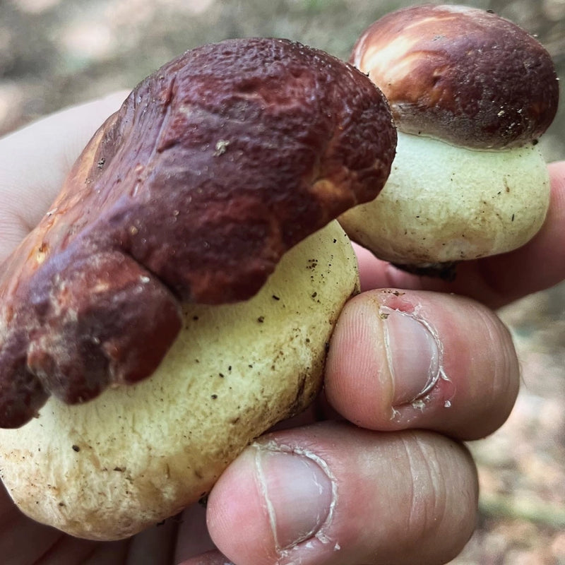 Porcini Hunting in the Italian Alps