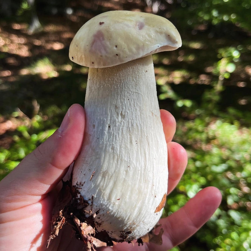 Porcini Hunting in the Italian Alps