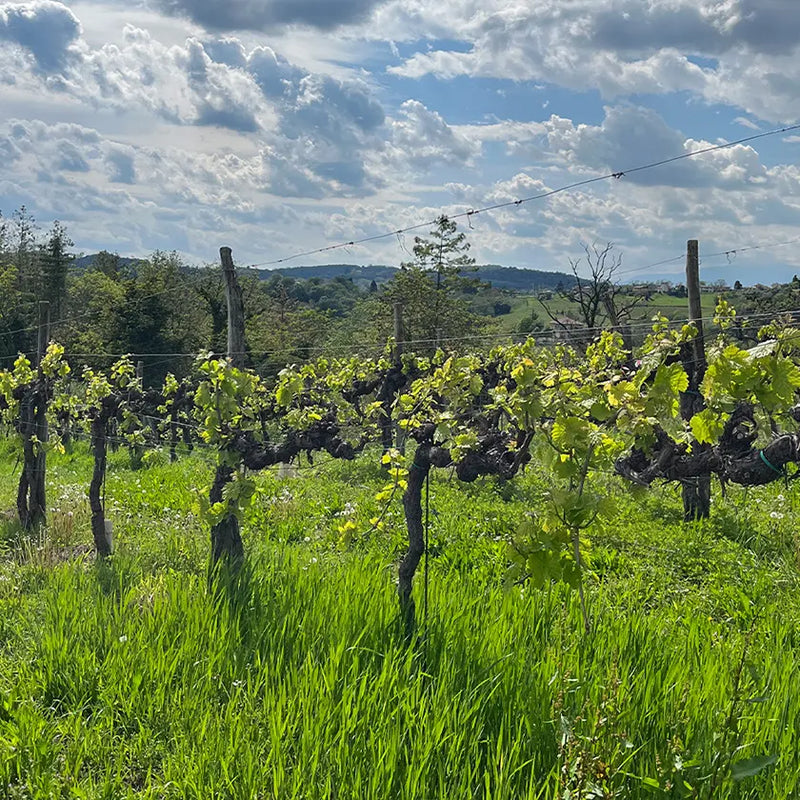 The Prosecco land!