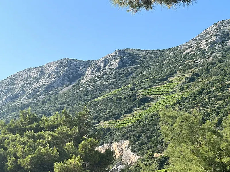 dalmatia wineyards